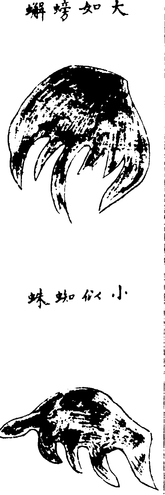 〔插圖〕