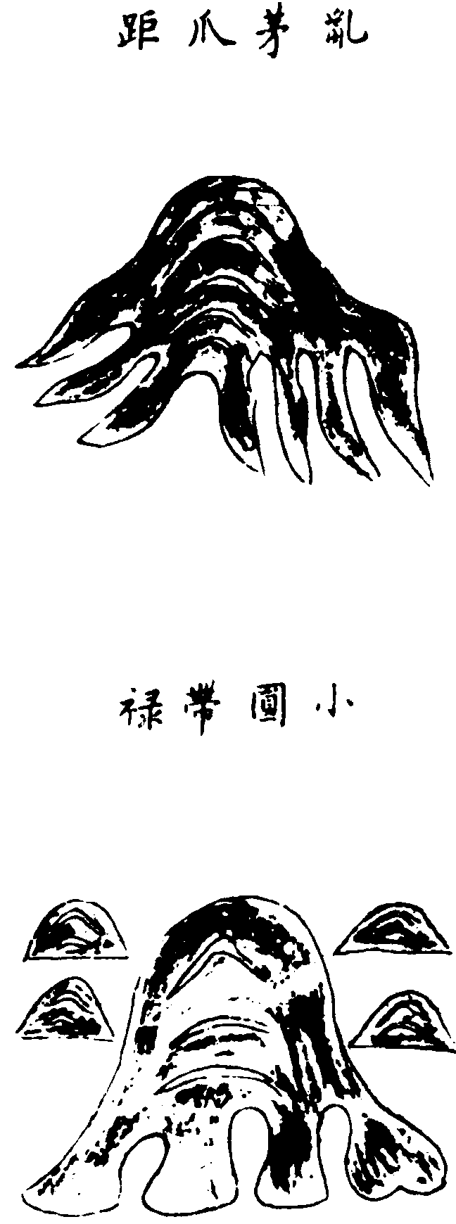 〔插圖〕