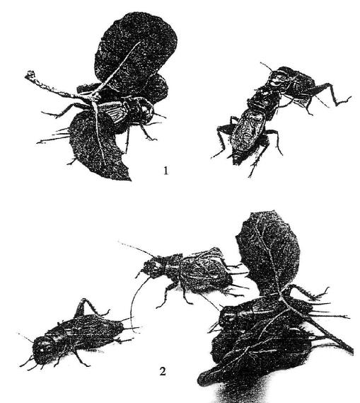 《昆蟲記》插圖