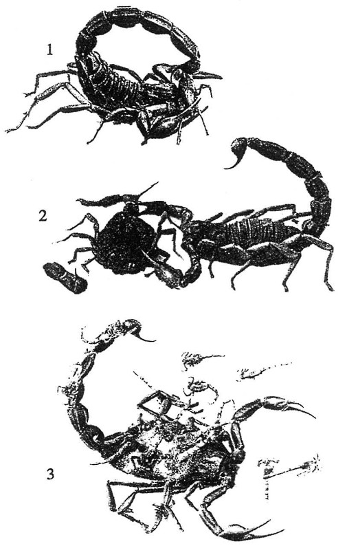 《昆蟲記》插圖
